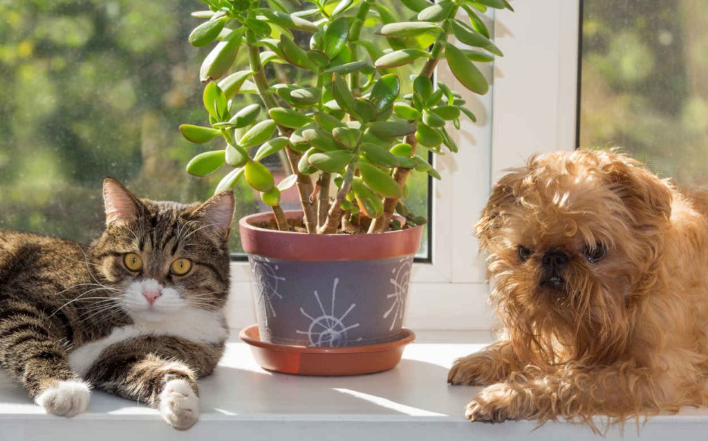 plante toxique chien chat