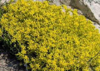 sedum acre