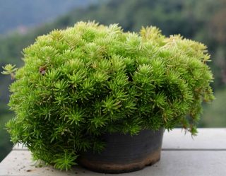sedum rupestre en pot