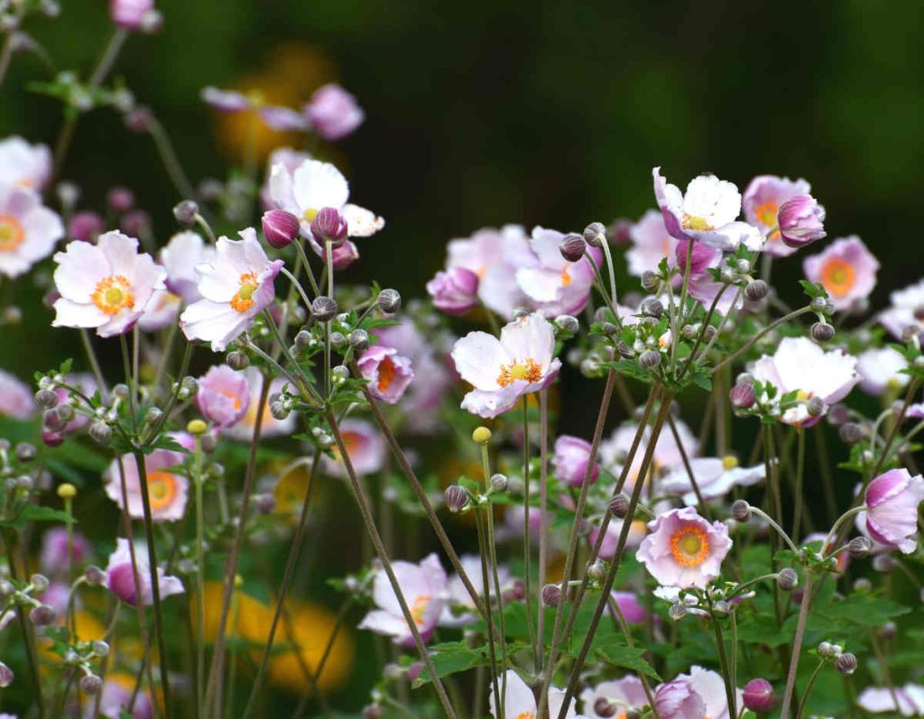 Anemone du Japon - anemone hupehensis