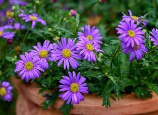 Brachycome iberidifolia en pot