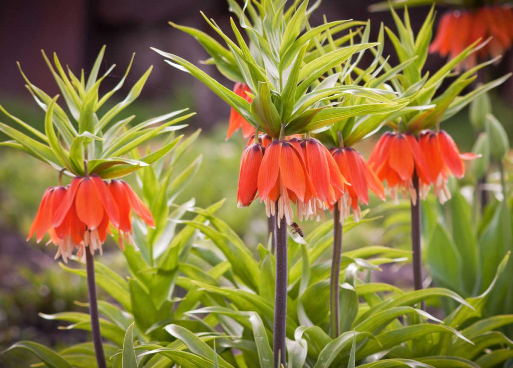 Fritillaire - Fritillaria