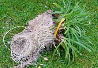 Multiplication agapanthe par division