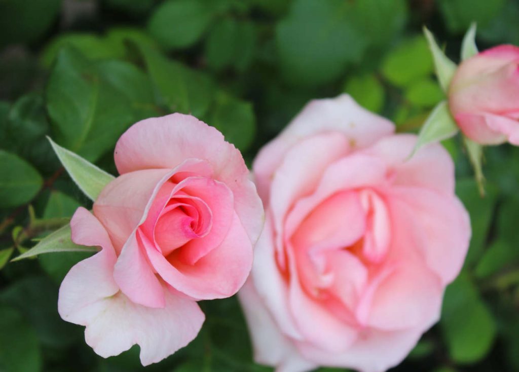 Rosier rose grand siecle