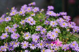 brachyscome angustifolia