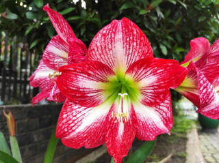 Amaryllis Hippeastrum exterieur Amaryllis Hippeastrum exterieur