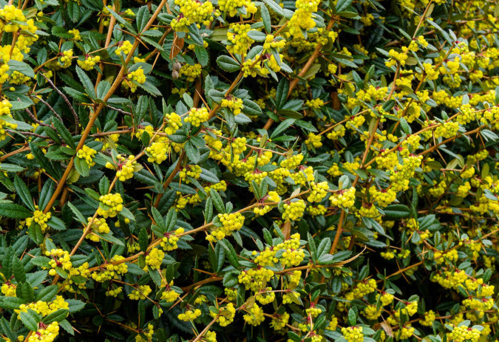 Berberis julianae - Épine-vinette de Juliana