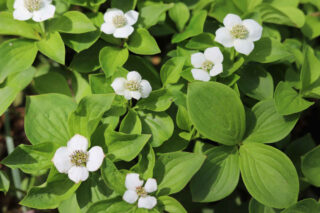 Cornus canadensis - cornouiller du canada