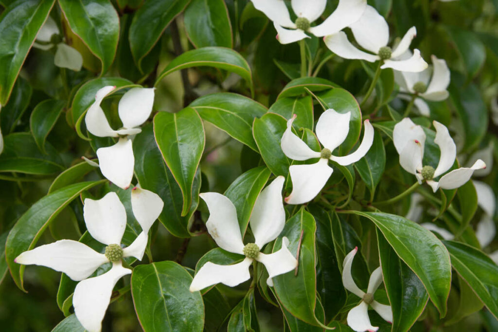 Cornus elliptica angustata persistant