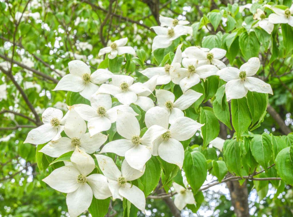 Cornus florida - cornouiller de floride