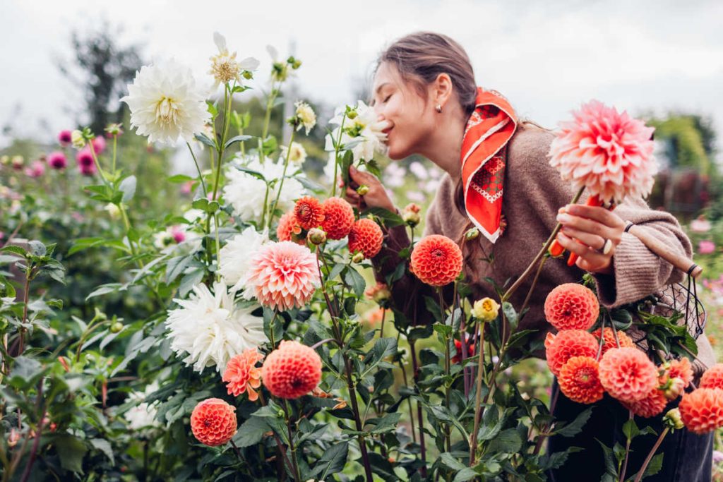 Fleurs à bulbe été parfumé