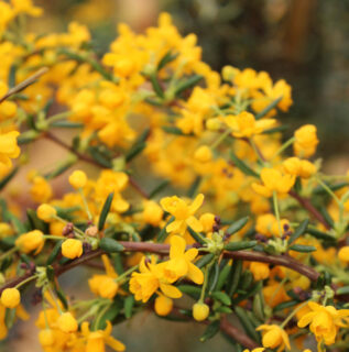 Floraison Berberis stenophylla - Épine-vinette à feuilles étroites