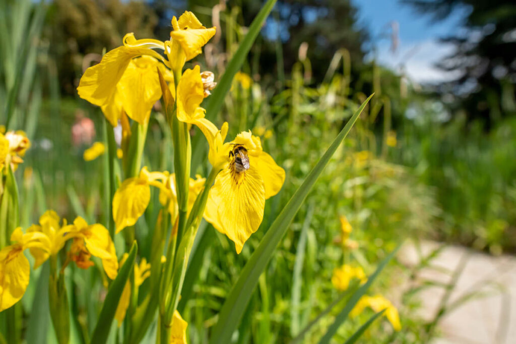Iris reticulata danfordiae jaune