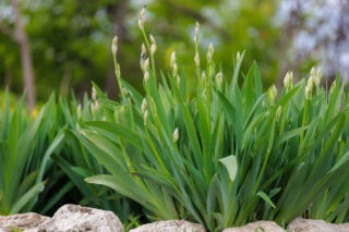 Plantation Iris germanica - iris des jardins