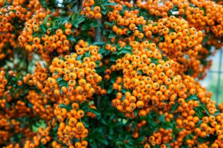 Pyracantha - buisson ardent