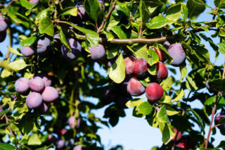 Reine claude violette