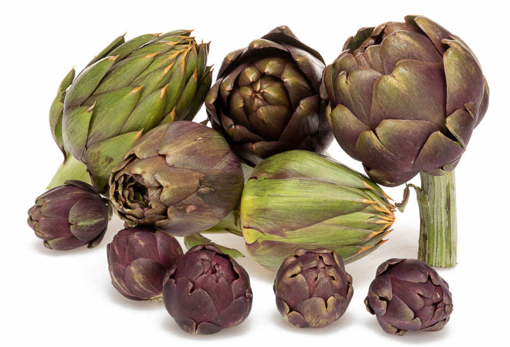 Variétés artichaut