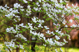 cornouiller de floride en fleurs