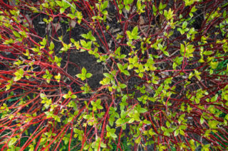 ecorce du Cornus sericea - Cornouiller soyeux