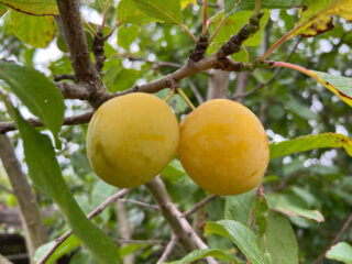 reine claude d’Oullins