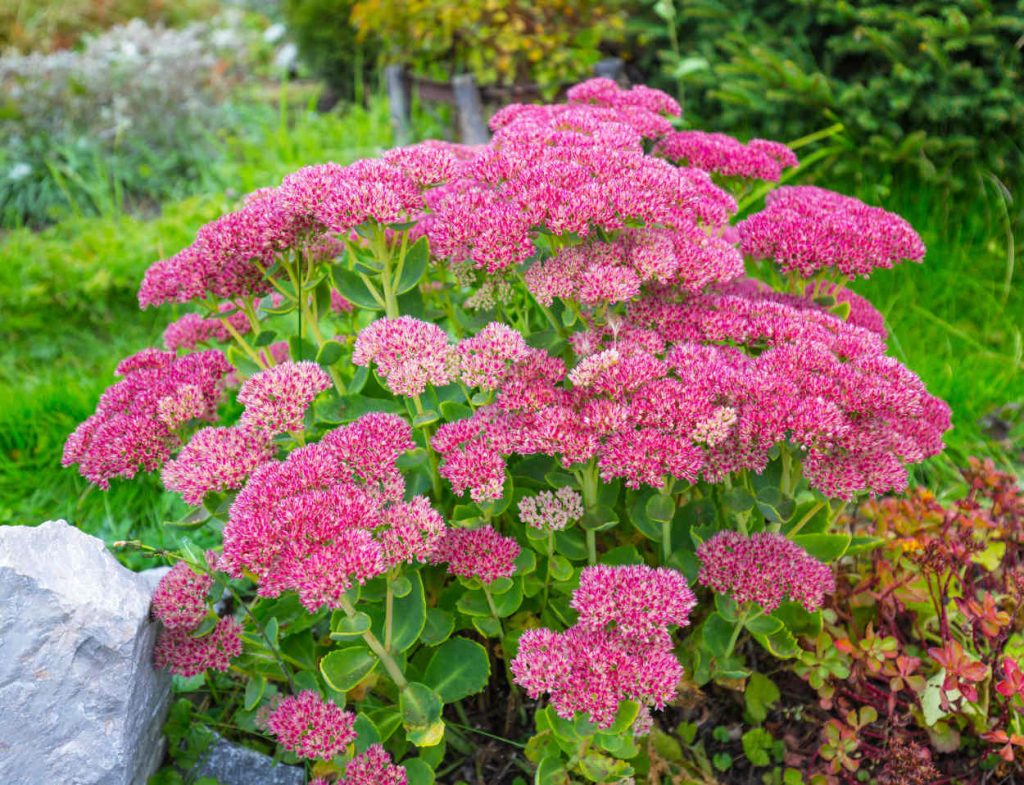 sedum spectabile - orpin automne