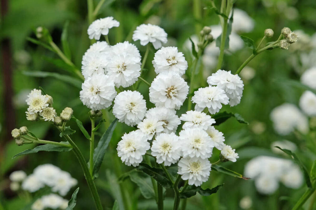 ACHILLEA ptarmica