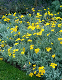 Achillea clypeolata
