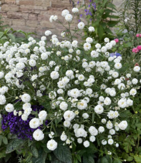 Achillea ptarmica ‘La  Perle’