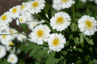 Achillea ptarmica ‘Nana Compacta’