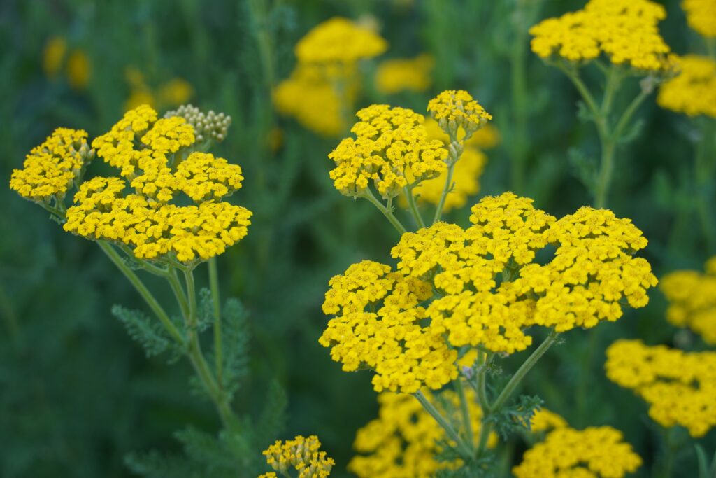 Achillée Achillea clypeolata