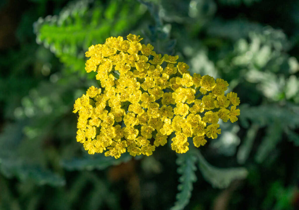 Achillée tomenteuse - Achillea tomentosa