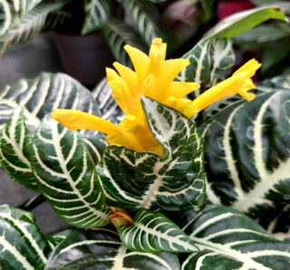 Aphelandra en fleur - plante zebre