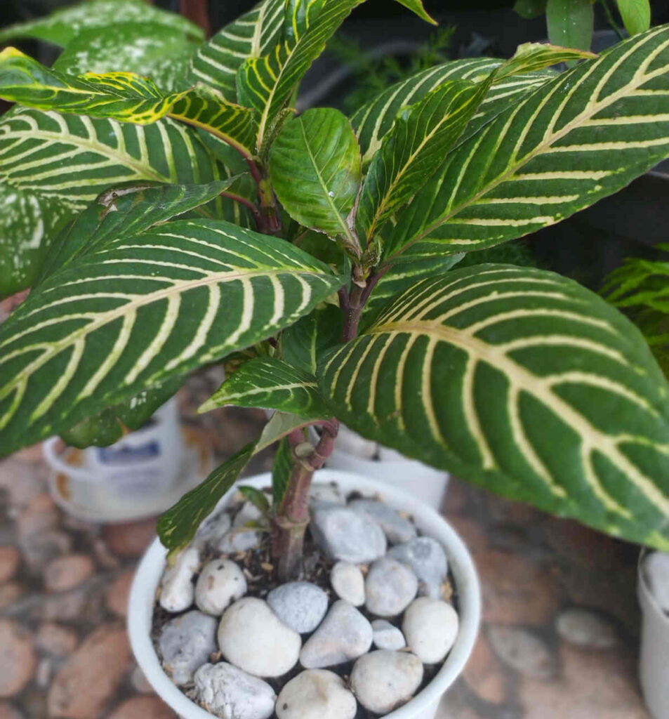 Aphelandra - plante zebre