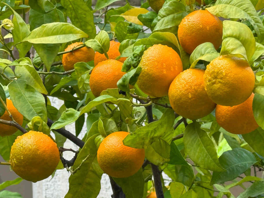 Bigaradier - Citrus aurantium