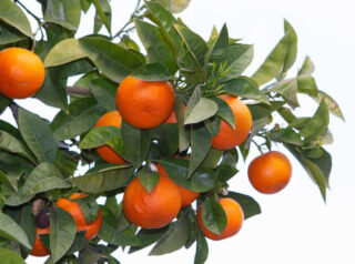 Bigaradier - orange amer en pot