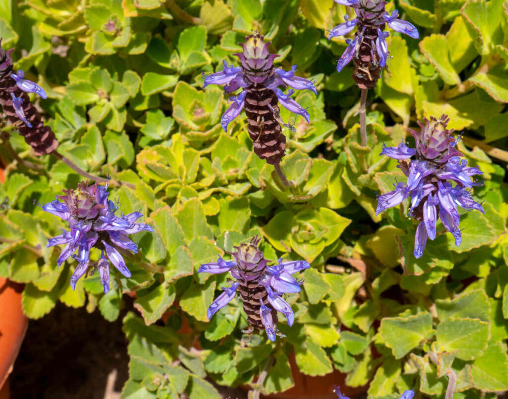 Boldo du chili - Peumus boldus