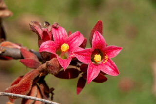 Brachychiton bidwillii