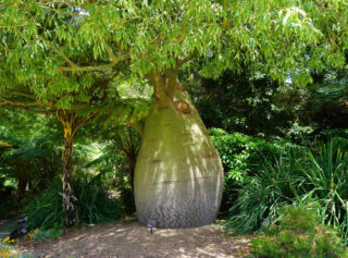 Brachychiton rupestris - arbre bouteille