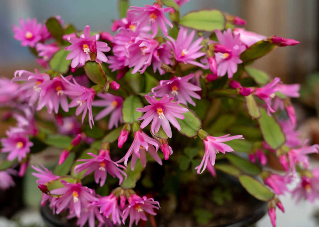 Cactus de pâques - Rhipsalidopsis