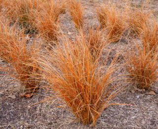 Carex Comans Bronze