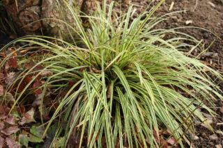 Carex morrowii 'Variegata'