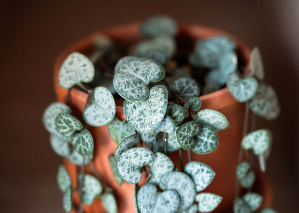 Ceropegia Woodii - chaine de coeurs