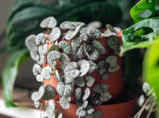 Ceropegia en pot - chaine de coeurs
