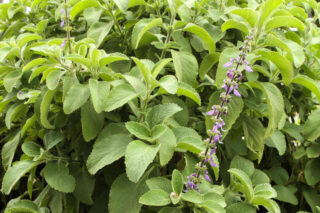 Culture et entretien du boldo