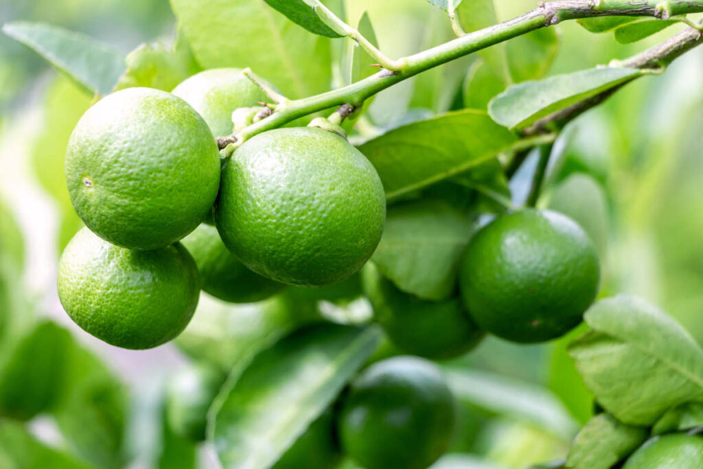 Lime de Tahiti - Citrus latifolia