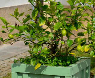 Lime de Tahiti en pot