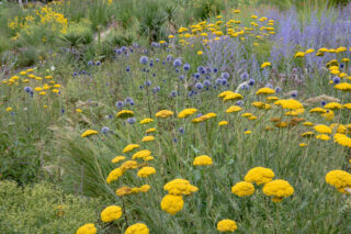 Massif de achillea filipendulina - achillée a feuille de fougere