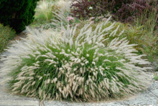 Pennisetum orientale