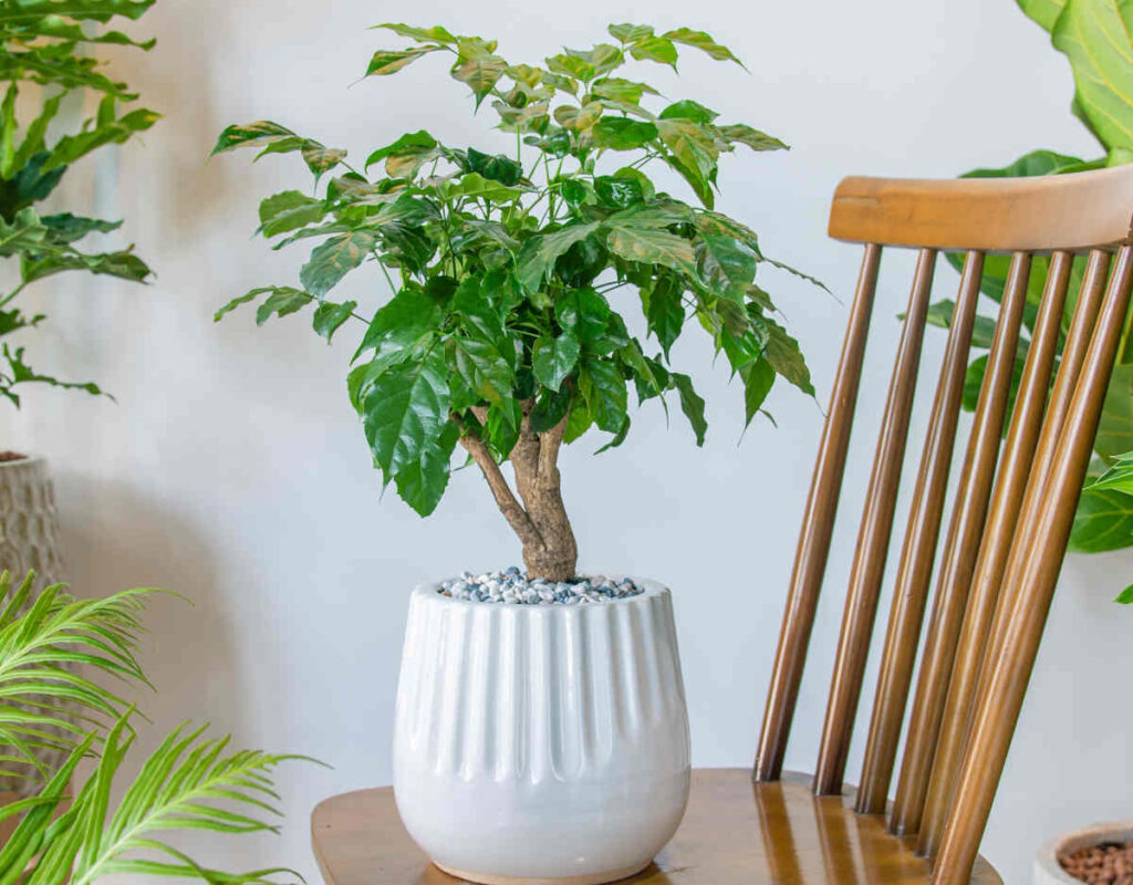 Radermachera - arbre serpent