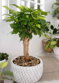 Radermachera en pot interieur - arbre serpent